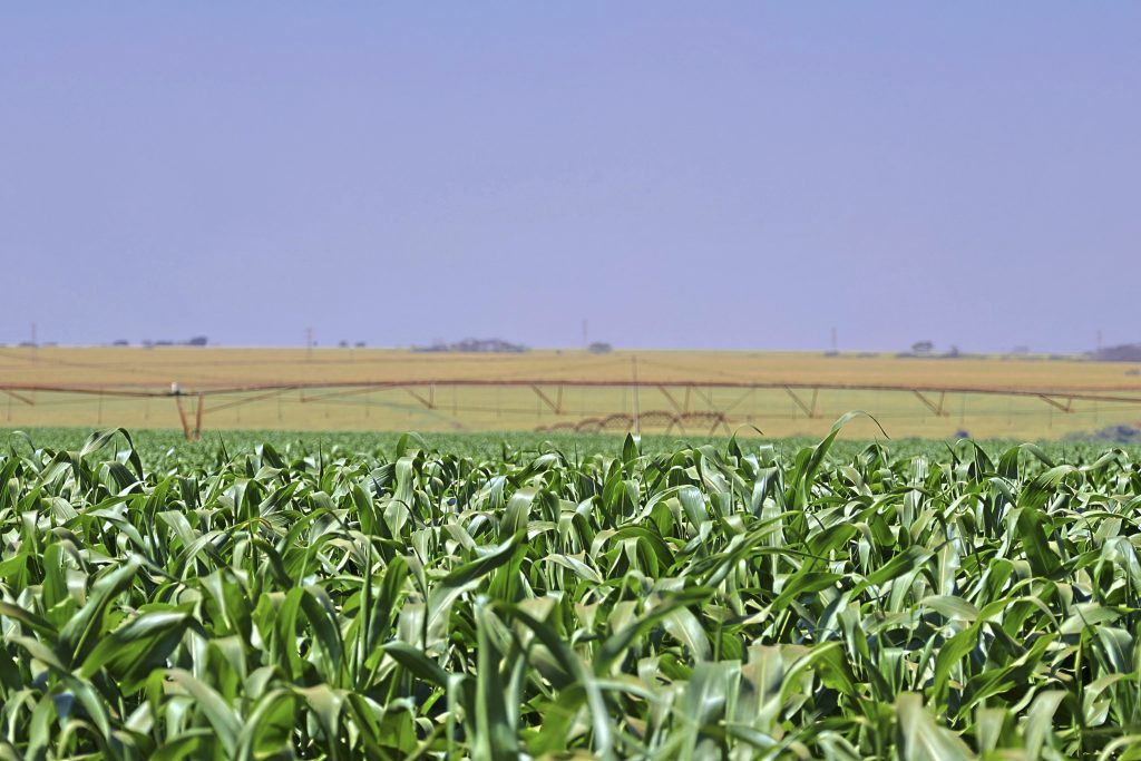 Agro plantio 1024x683