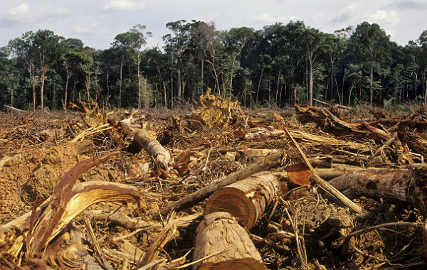 Desmatamento Amazonia