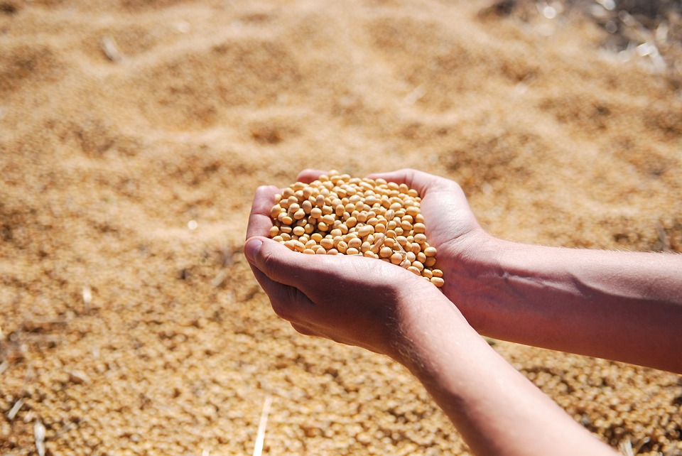 https://pixabay.com/pt/photos/soja-m%C3%A3o-agro-colheita-sementes-1831703/