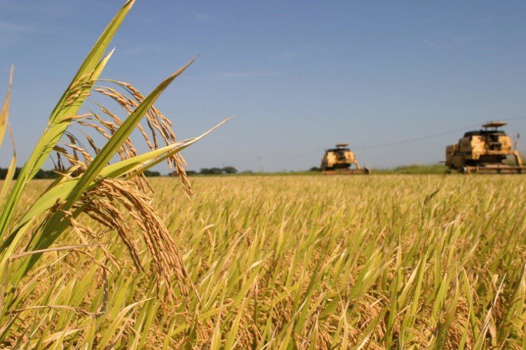 produção de arroz Atomic Agro